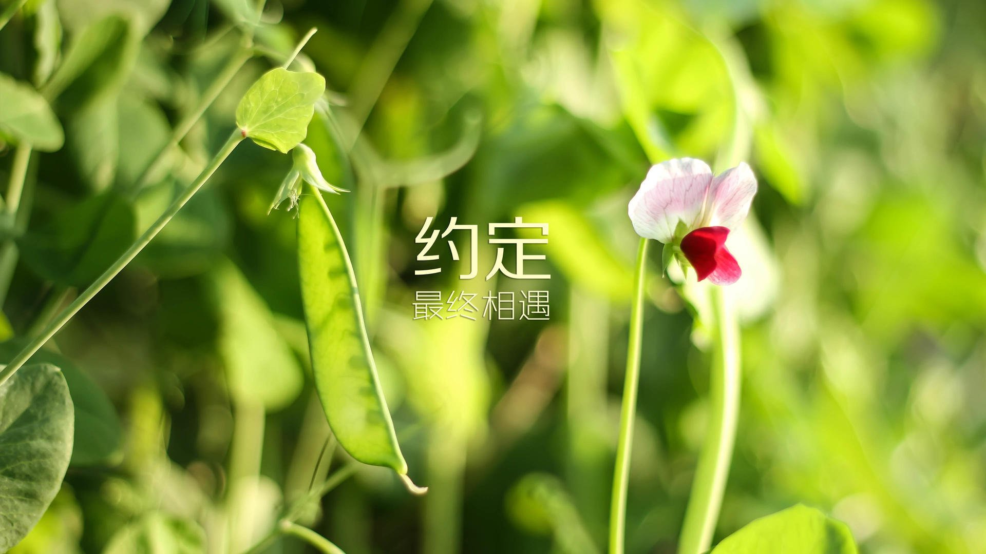 爱游戏娱乐网址-托桑·埃夫布奥姆万成为NBA全球球迷偶像，埃托奥和布冯相视一笑