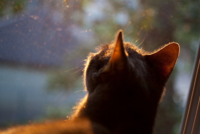 国王球迷应援创意登上球场主屏幕,国王球队在哪个城市