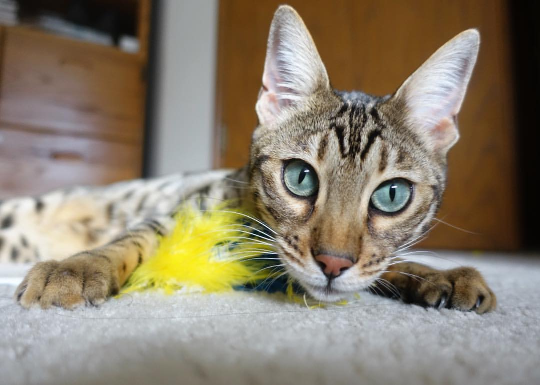 爱游戏app-法国青训系统逐步升级，提供更多跨国发展机会，法国青年足球队