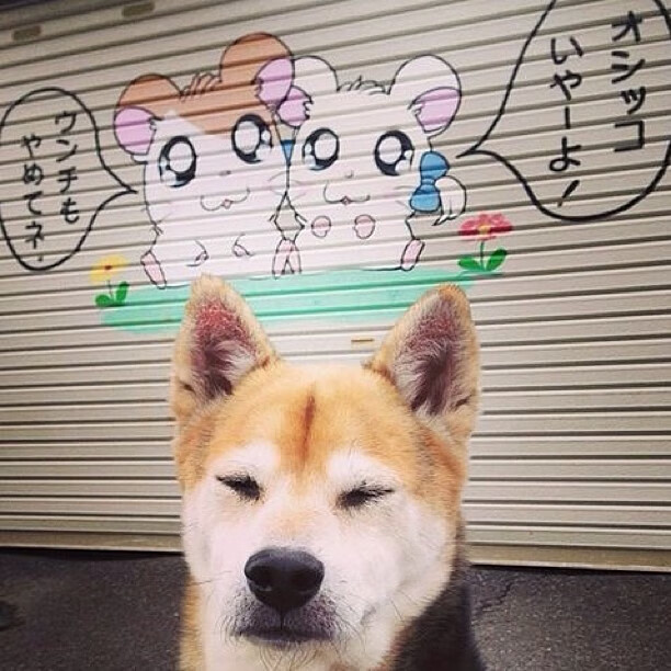 自由泳荷兰女将节奏把握精准，自由泳名将