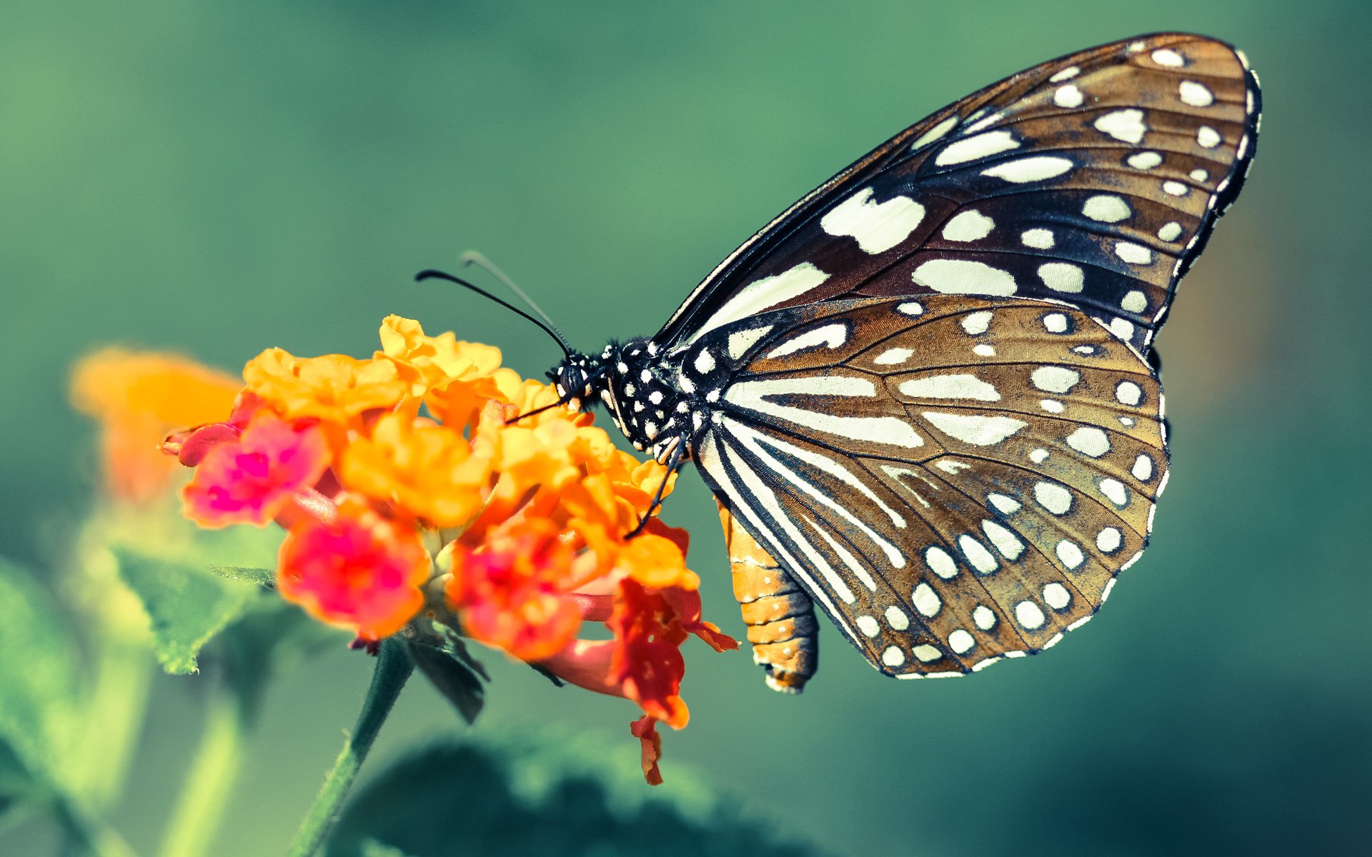 训练节奏逐步加快为密集赛程做好充分准备,训练节奏3-1-3什么意思