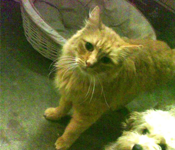 赛事官方宣布全明星阵容两位主力凭实力强势入选,全明星赛队员