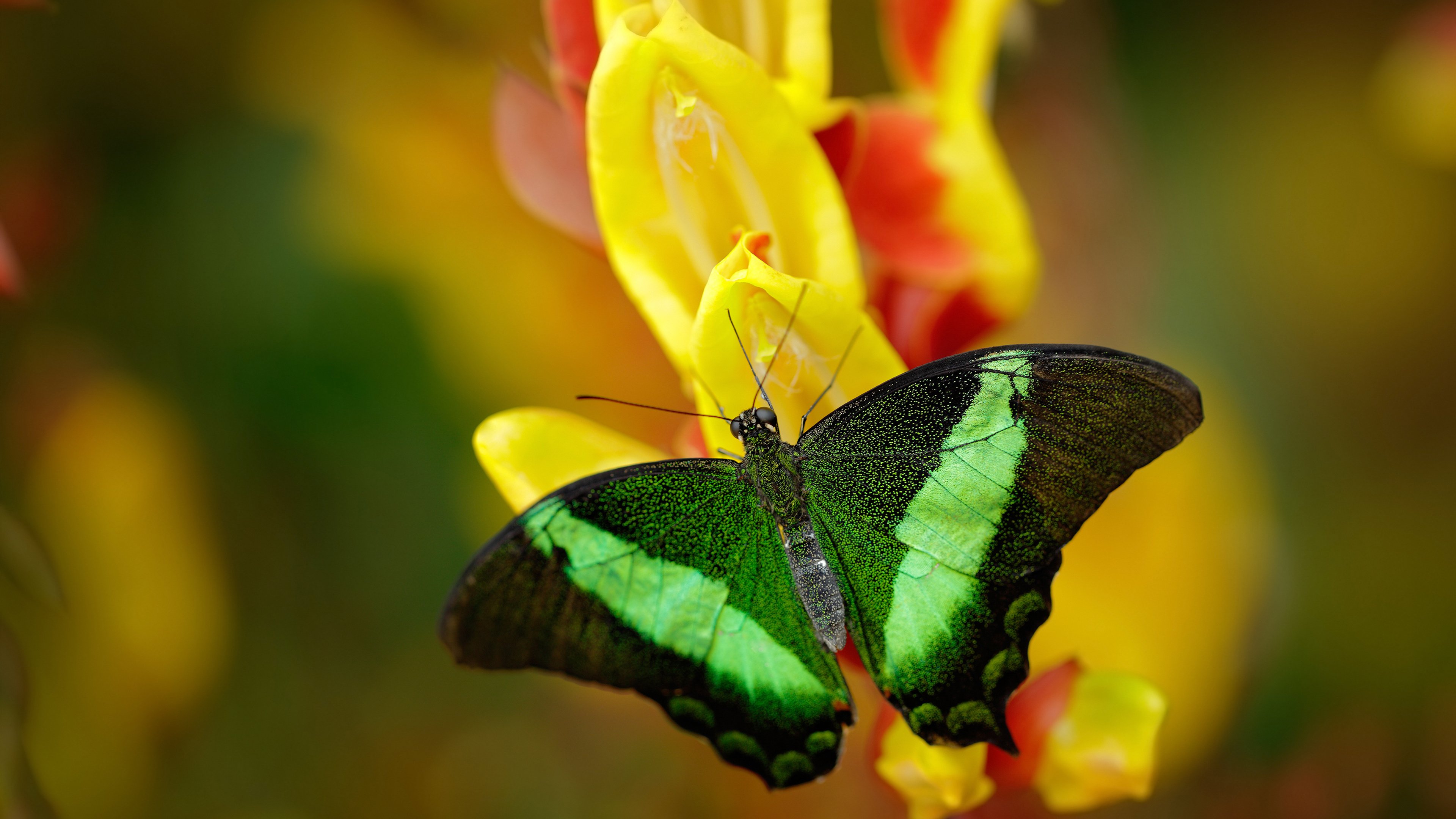 阿根廷新生成长迅速,球队未来充满希望
