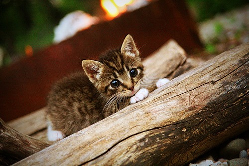 黄蜂高管表示球队更衣室文化正积极转变，黄蜂球衣变迁史